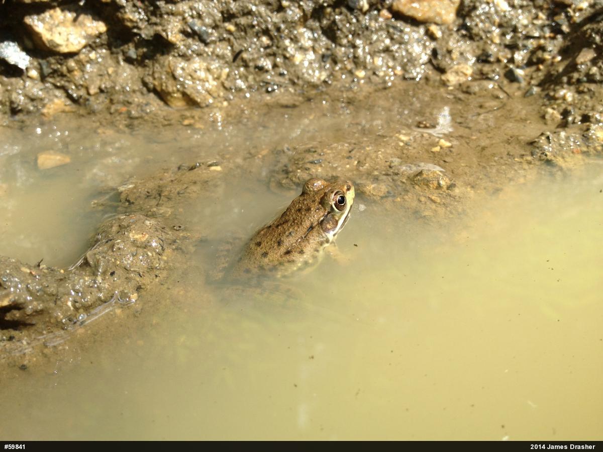 Green Frog