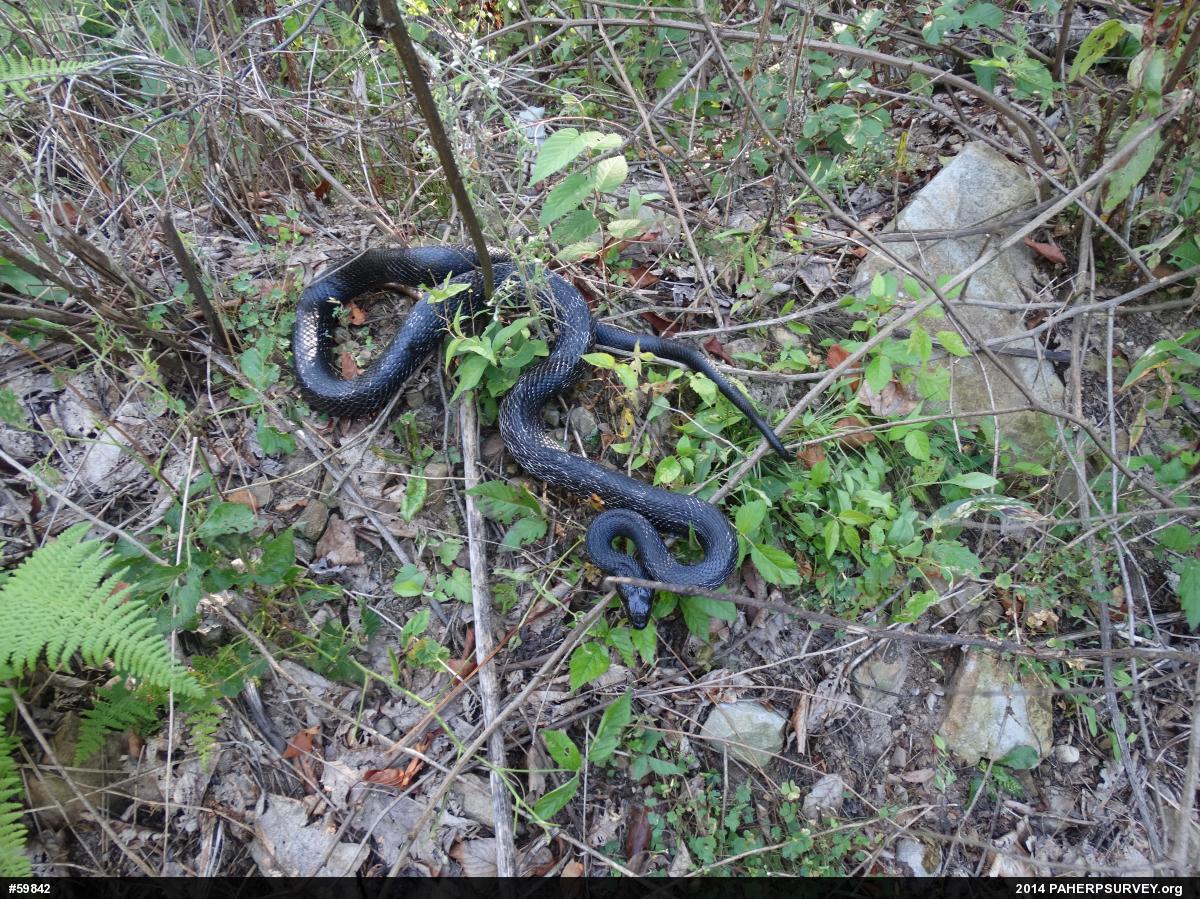 Eastern Ratsnake
