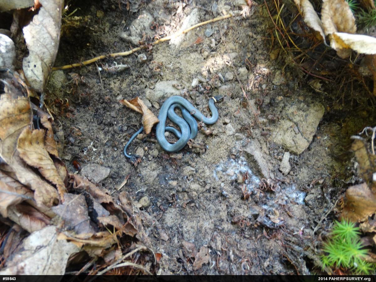 Northern Ring-necked Snake