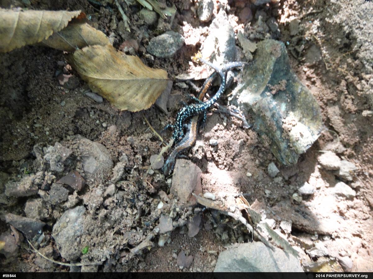 Northern Slimy Salamander