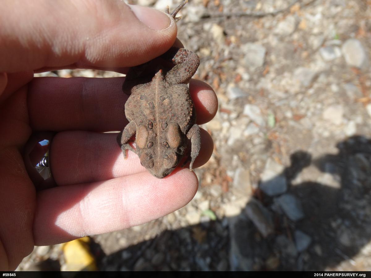 Eastern American Toad