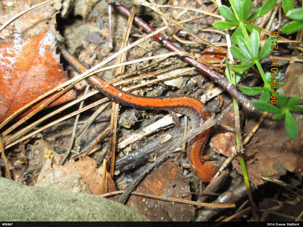 Eastern Red-backed  Salamander