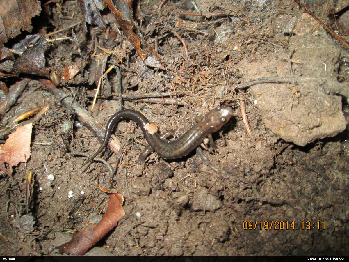 Allegheny Mountain Dusky Salamander