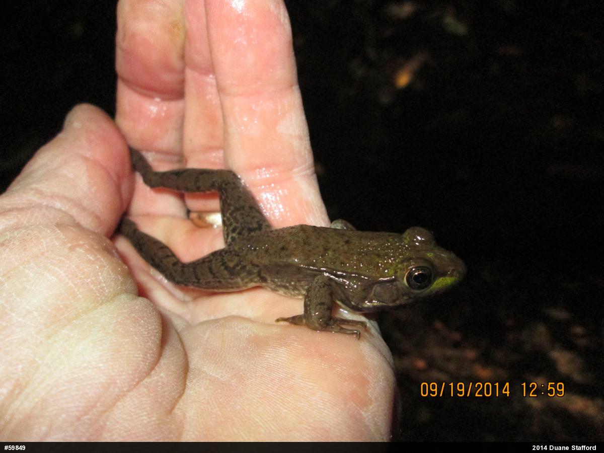 Green Frog