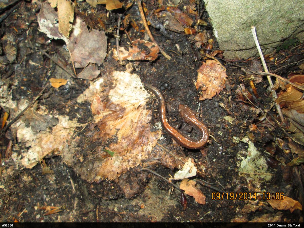 Eastern Red-backed  Salamander