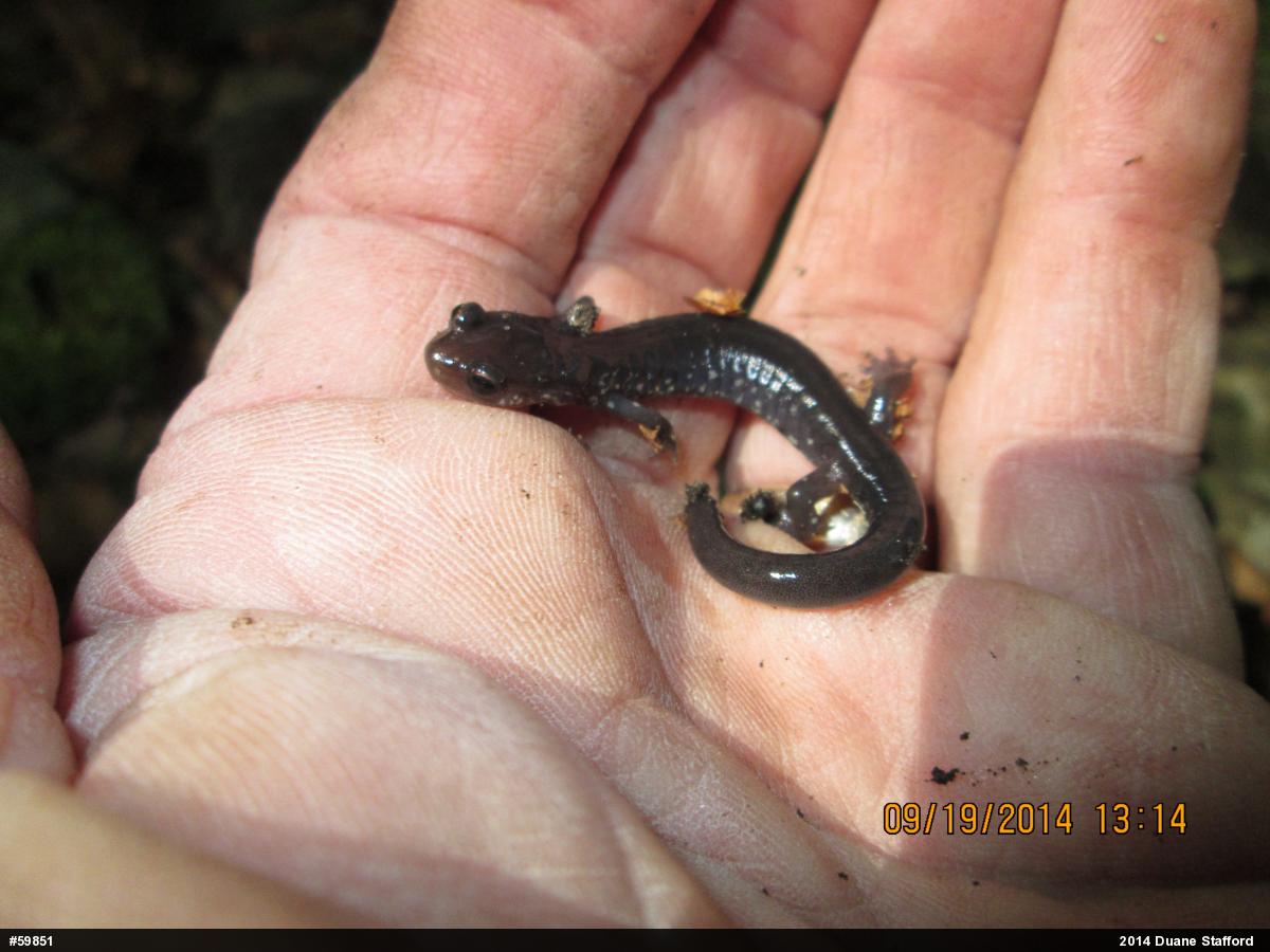 Wehrle's Salamander