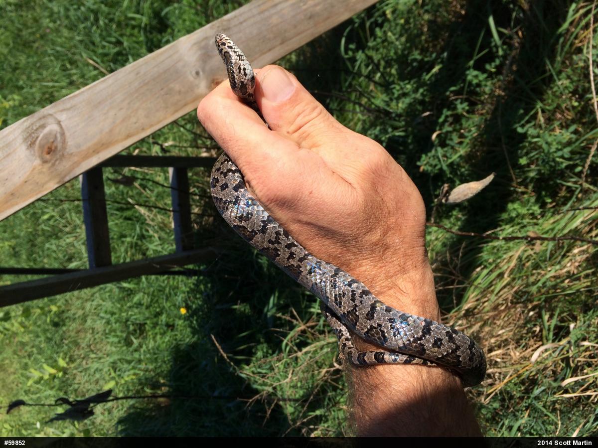 Eastern Milksnake