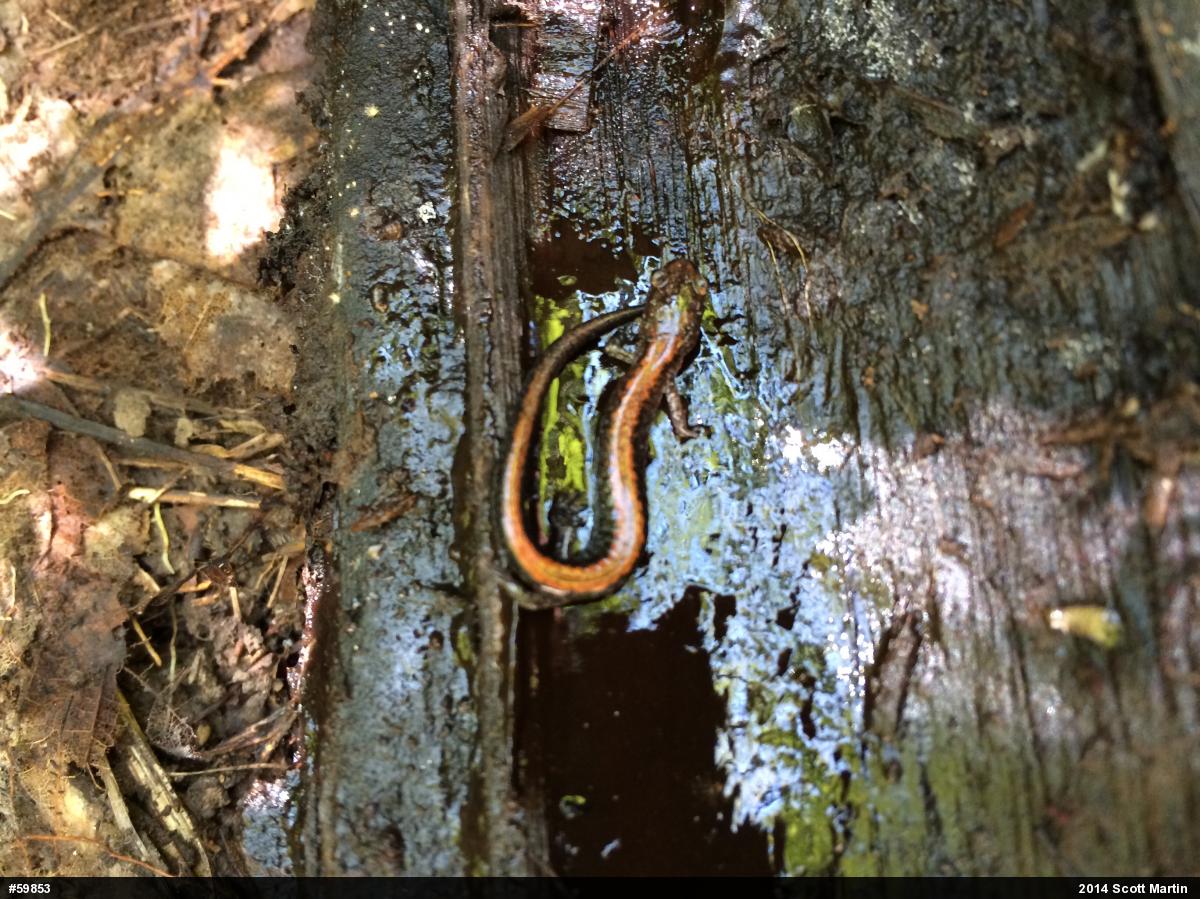 Eastern Red-backed  Salamander