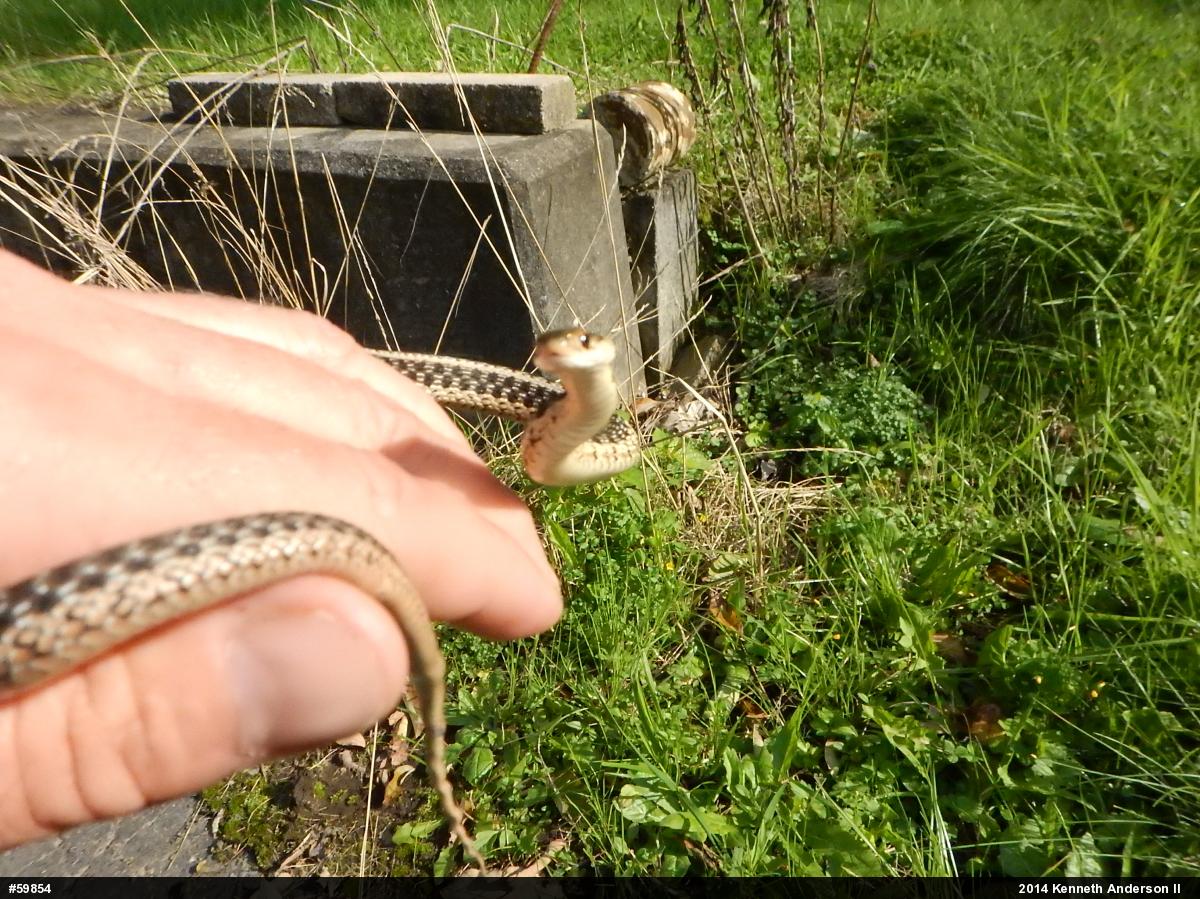 Eastern Gartersnake