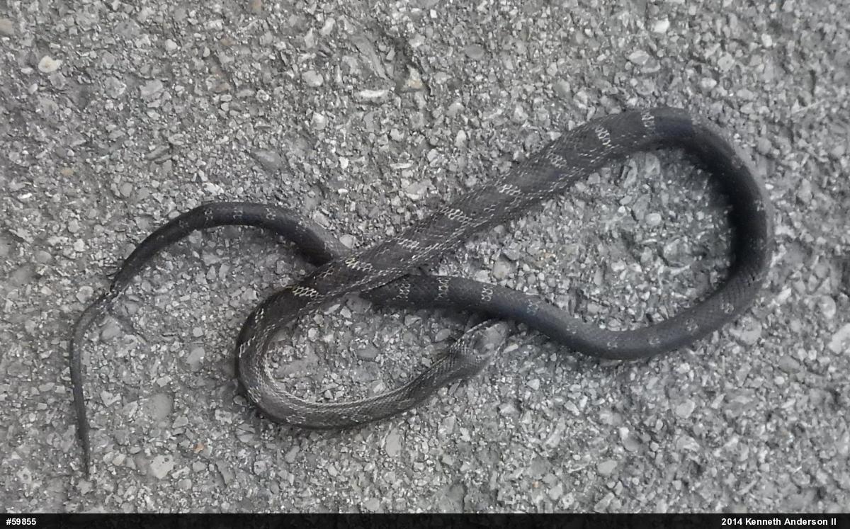 Eastern Ratsnake
