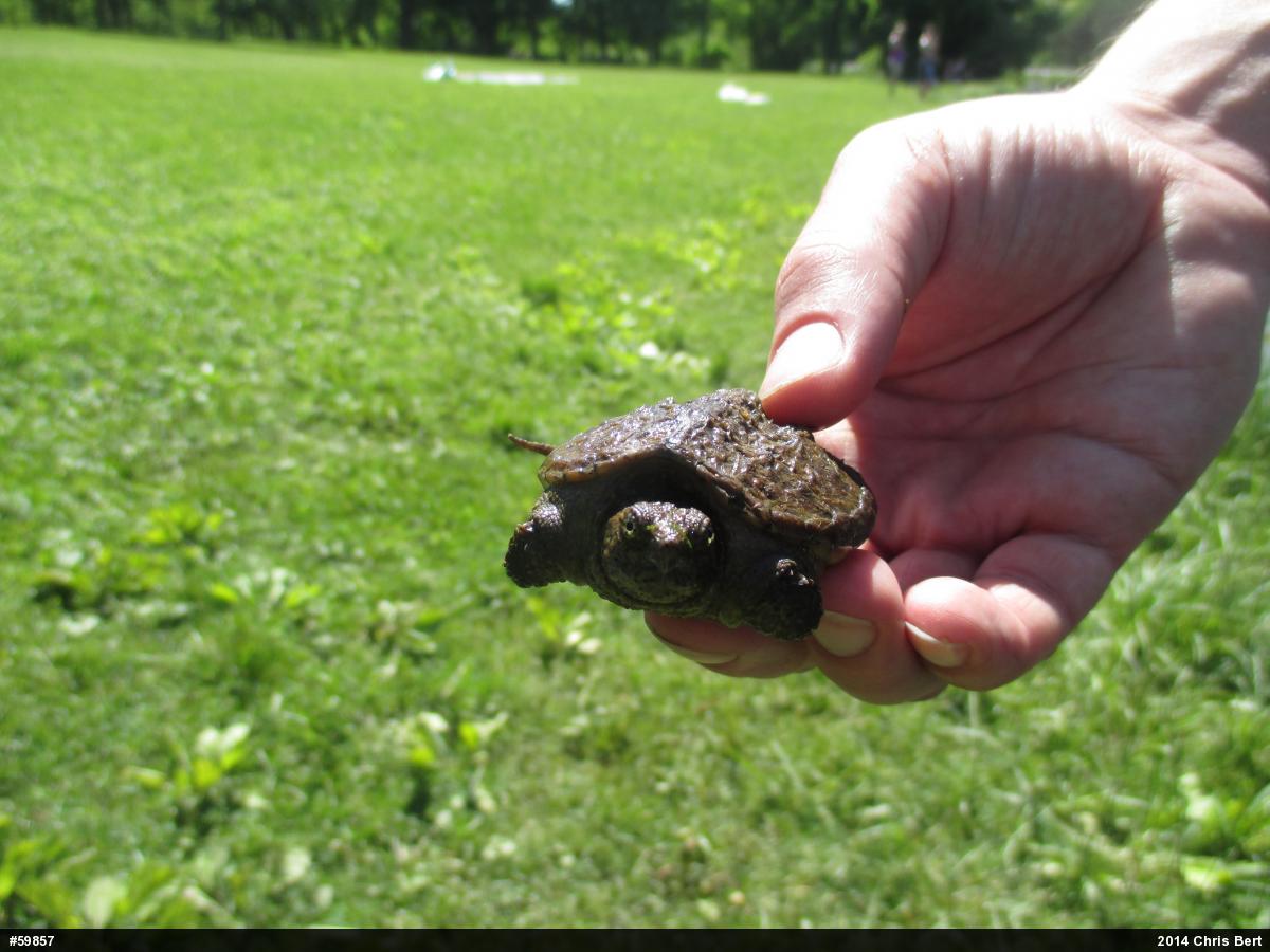 Snapping Turtle