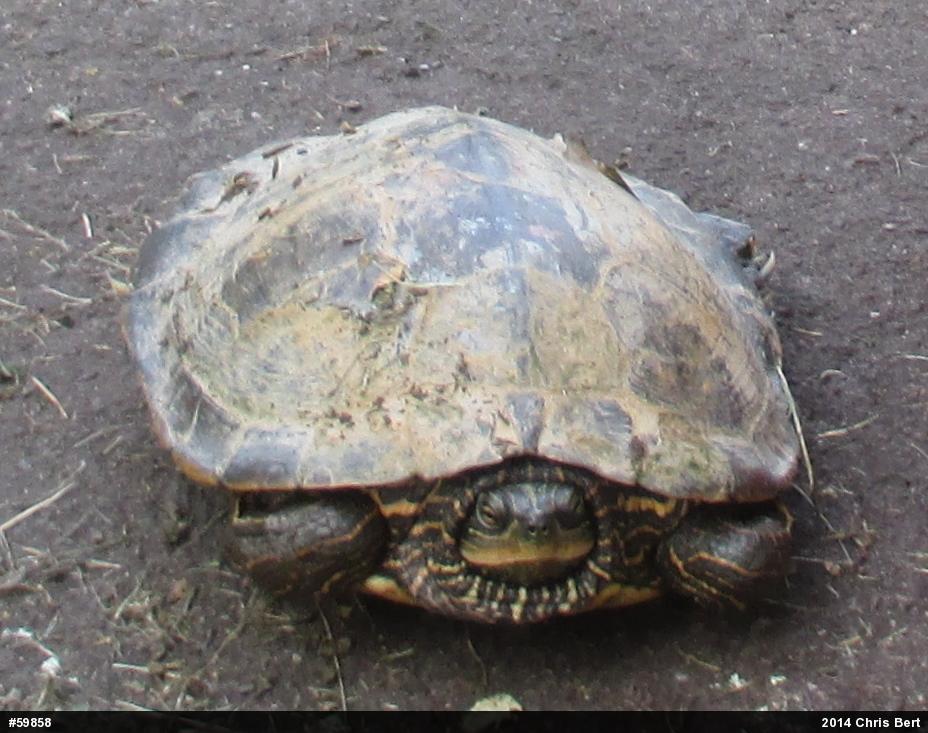 Northern Map Turtle