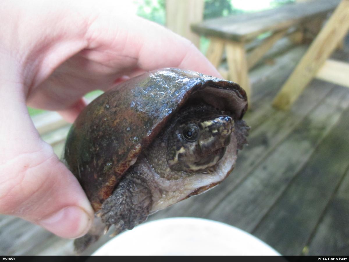 Eastern Musk Turtle