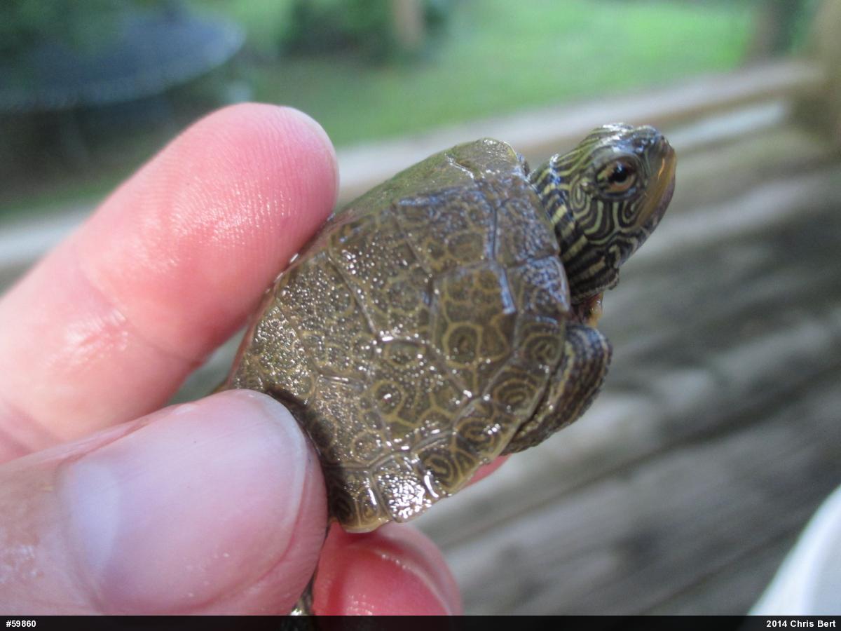 Northern Map Turtle