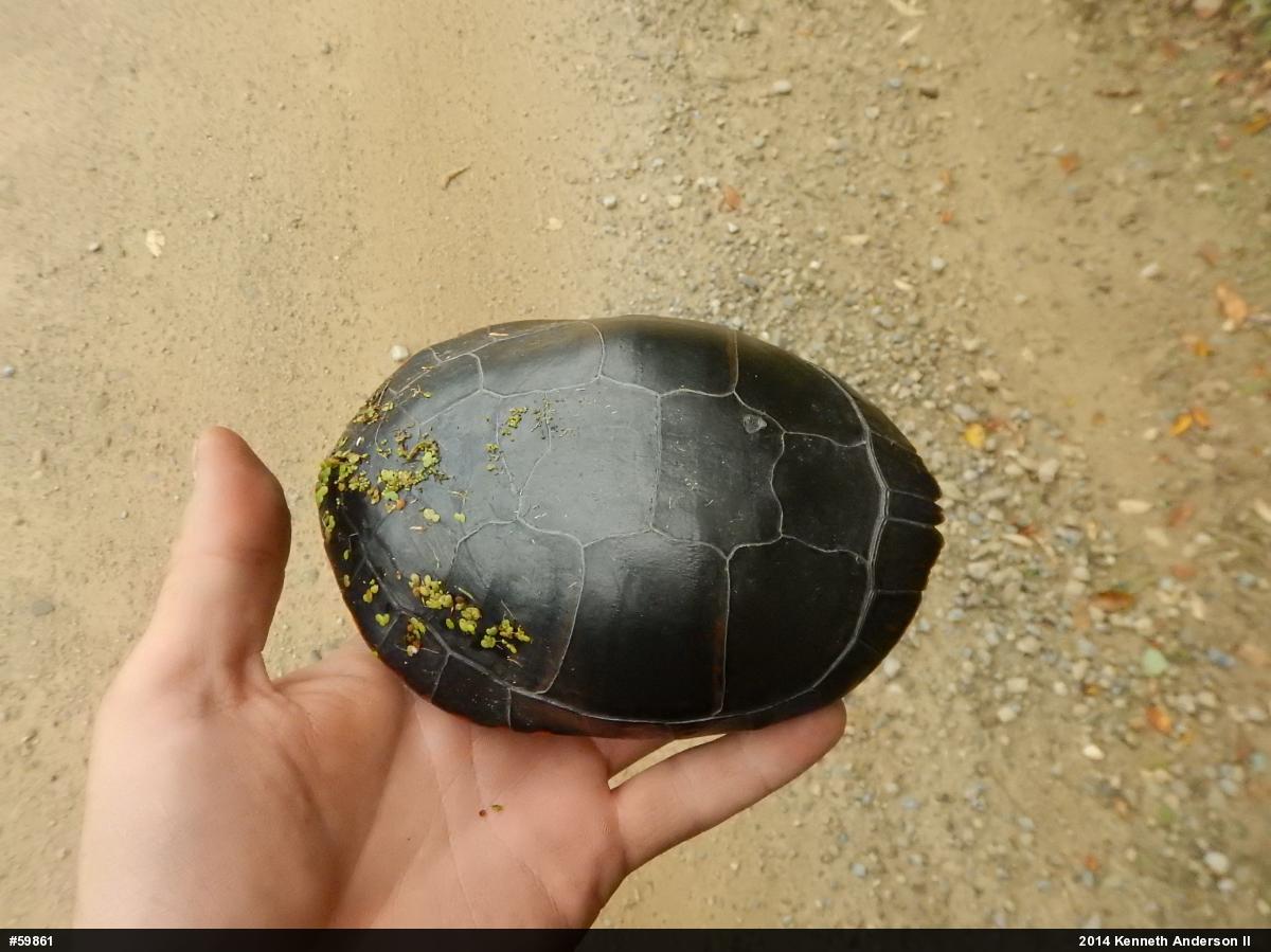Midland Painted Turtle