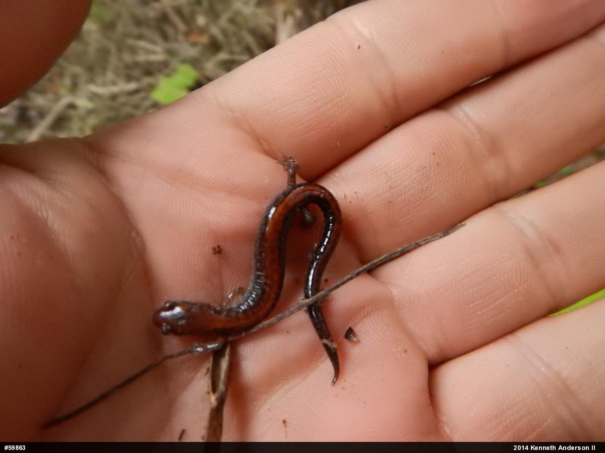 Eastern Red-backed  Salamander