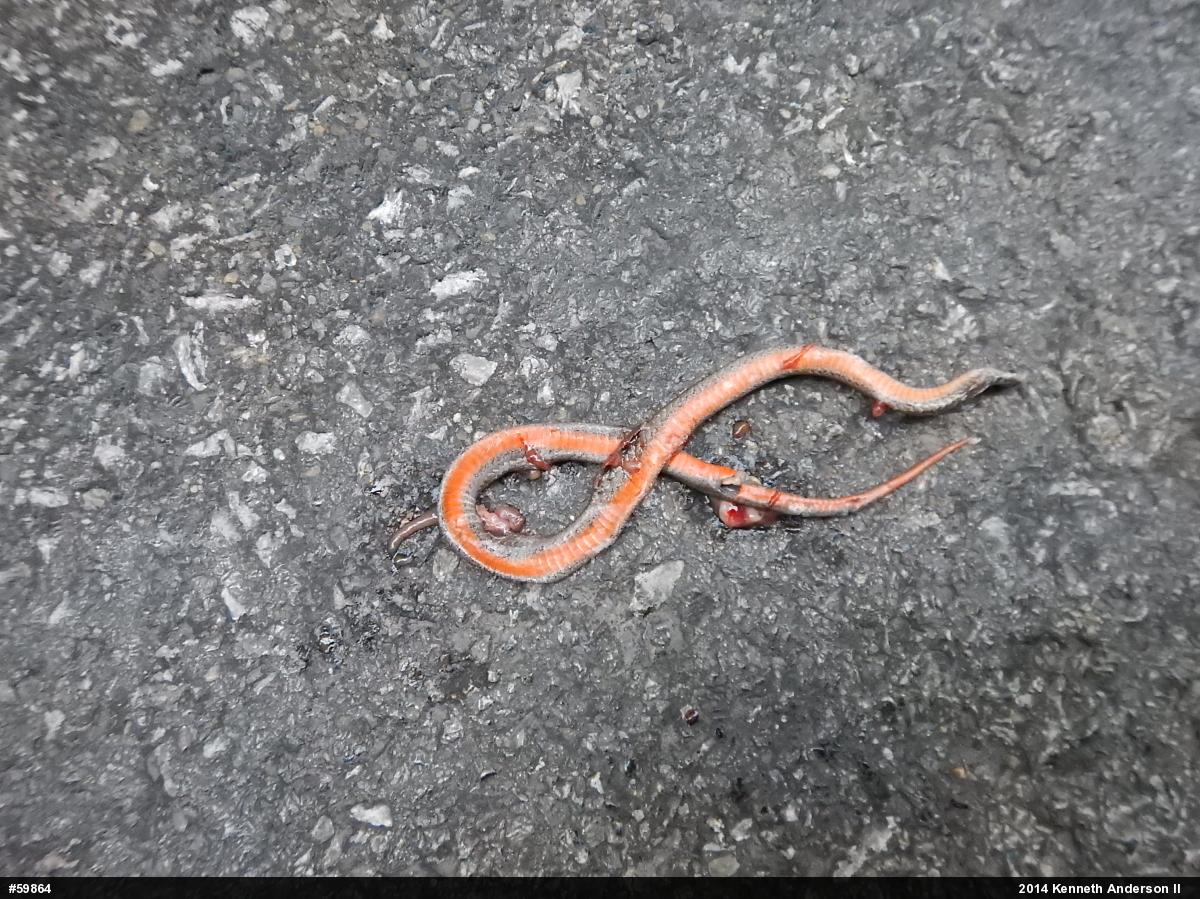 Red-bellied Snake