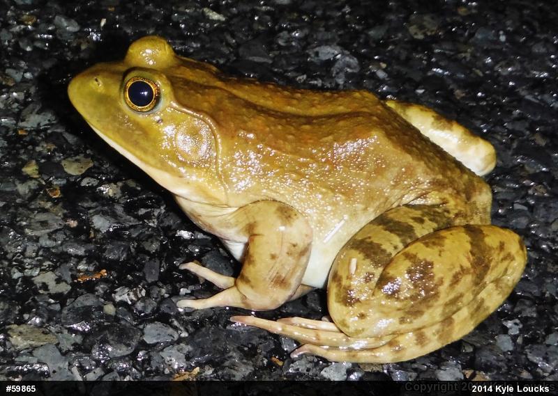 American Bullfrog