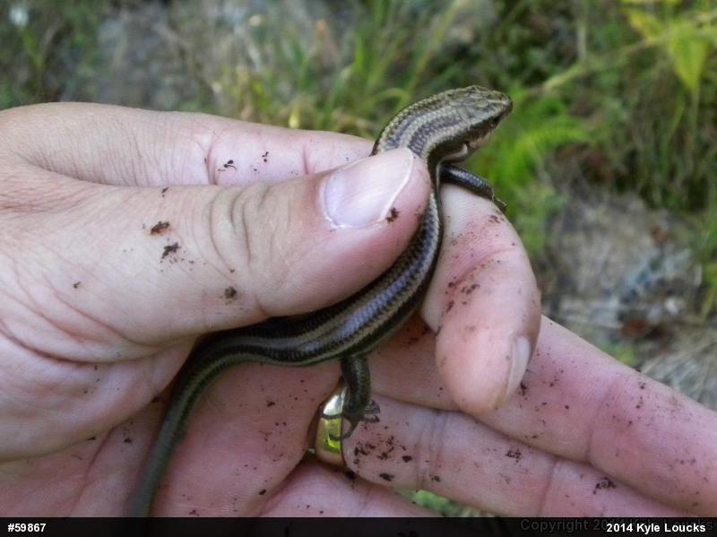 Common Five-lined Skink