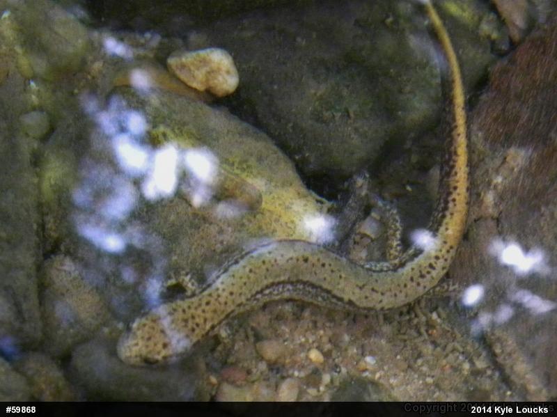 Northern Two-lined Salamander