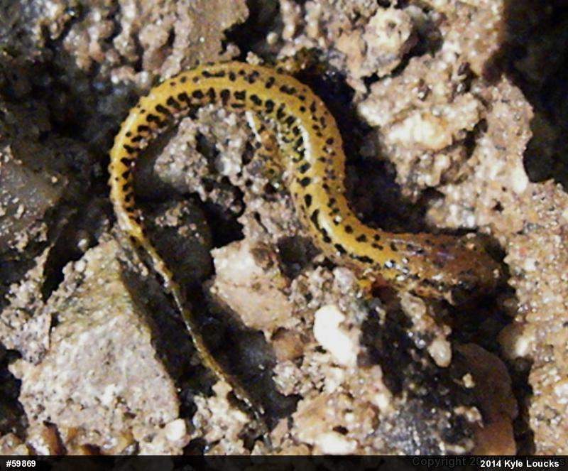 Eastern Long-tailed Salamander