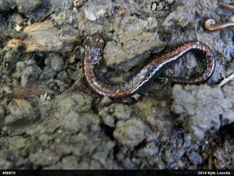 Eastern Red-backed  Salamander