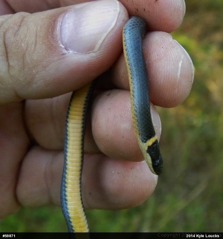 Northern Ring-necked Snake