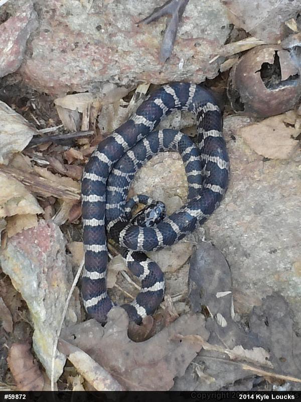 Eastern Milksnake