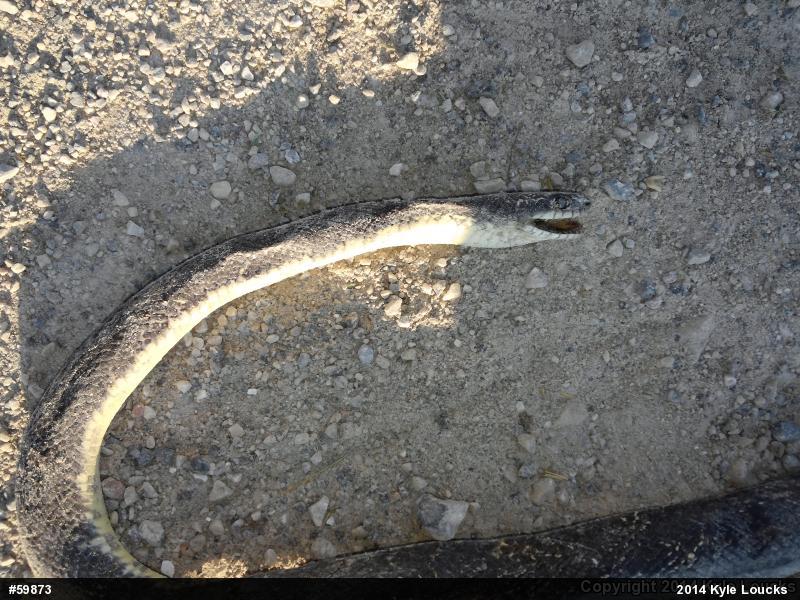 Eastern Ratsnake