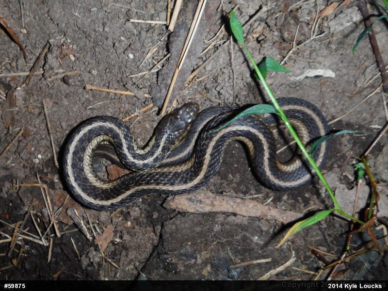 Eastern Gartersnake