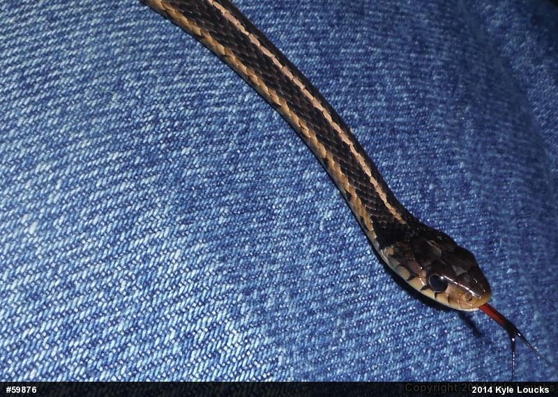 Eastern Gartersnake