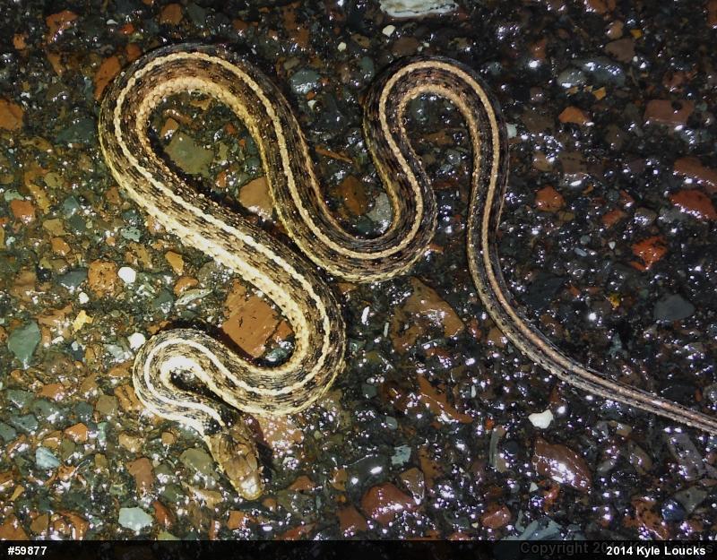 Eastern Gartersnake
