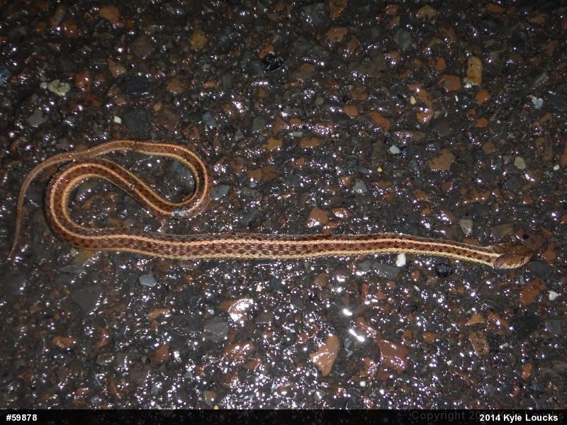 Eastern Gartersnake