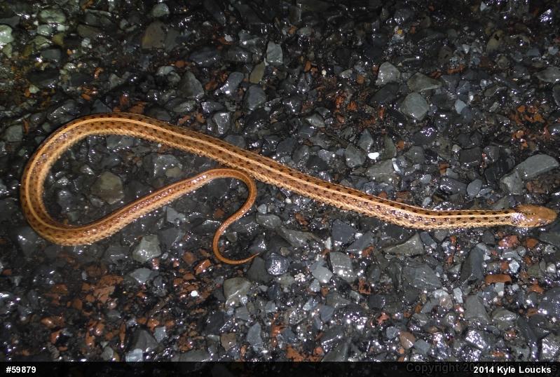 Eastern Gartersnake