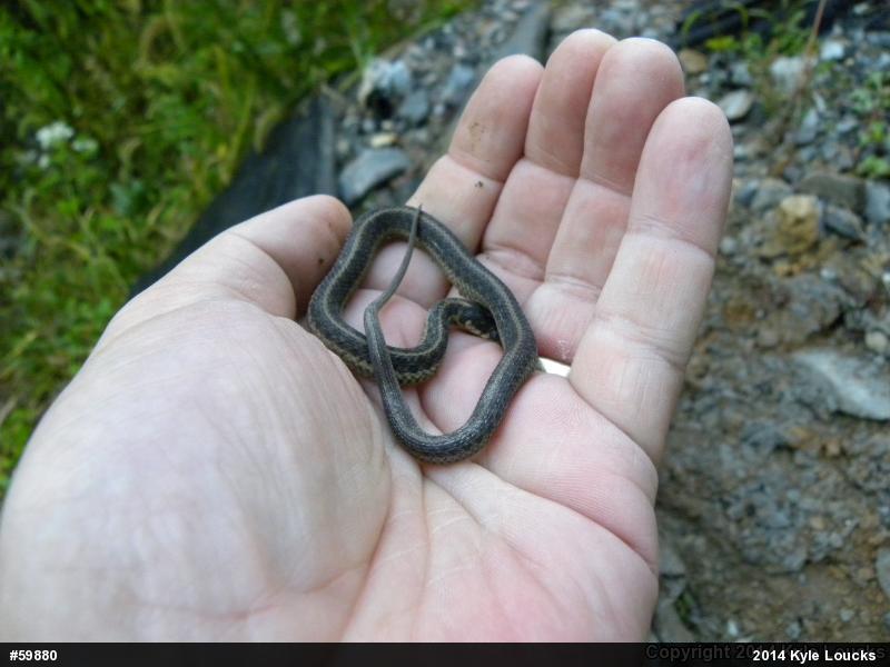 Eastern Gartersnake