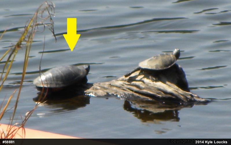 Eastern Painted Turtle