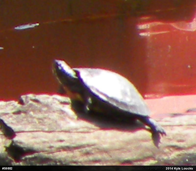 Eastern Painted Turtle