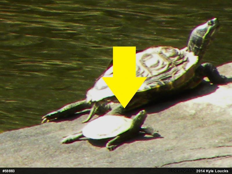 Northern Map Turtle