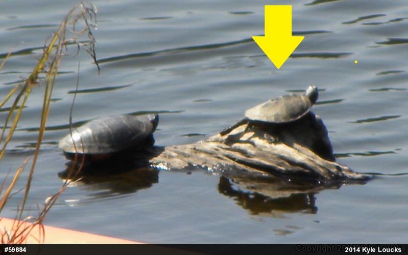 Northern Map Turtle