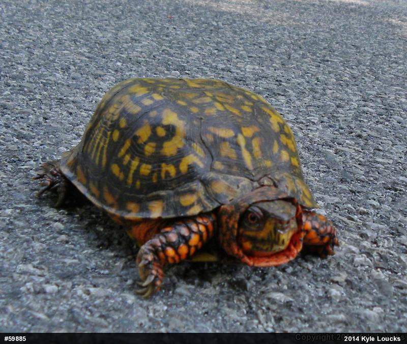 Eastern Box Turtle