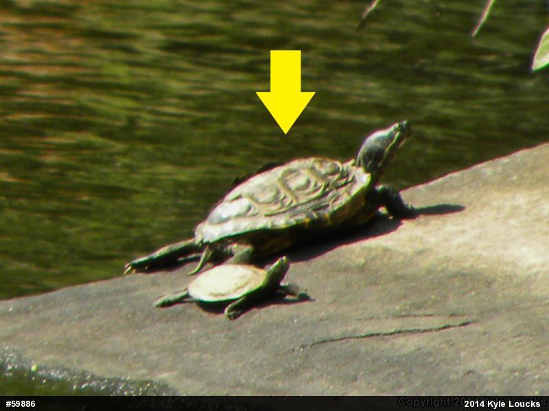 Red-eared Slider