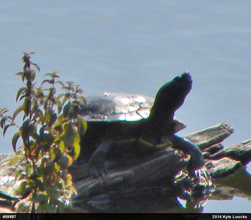 Red-eared Slider