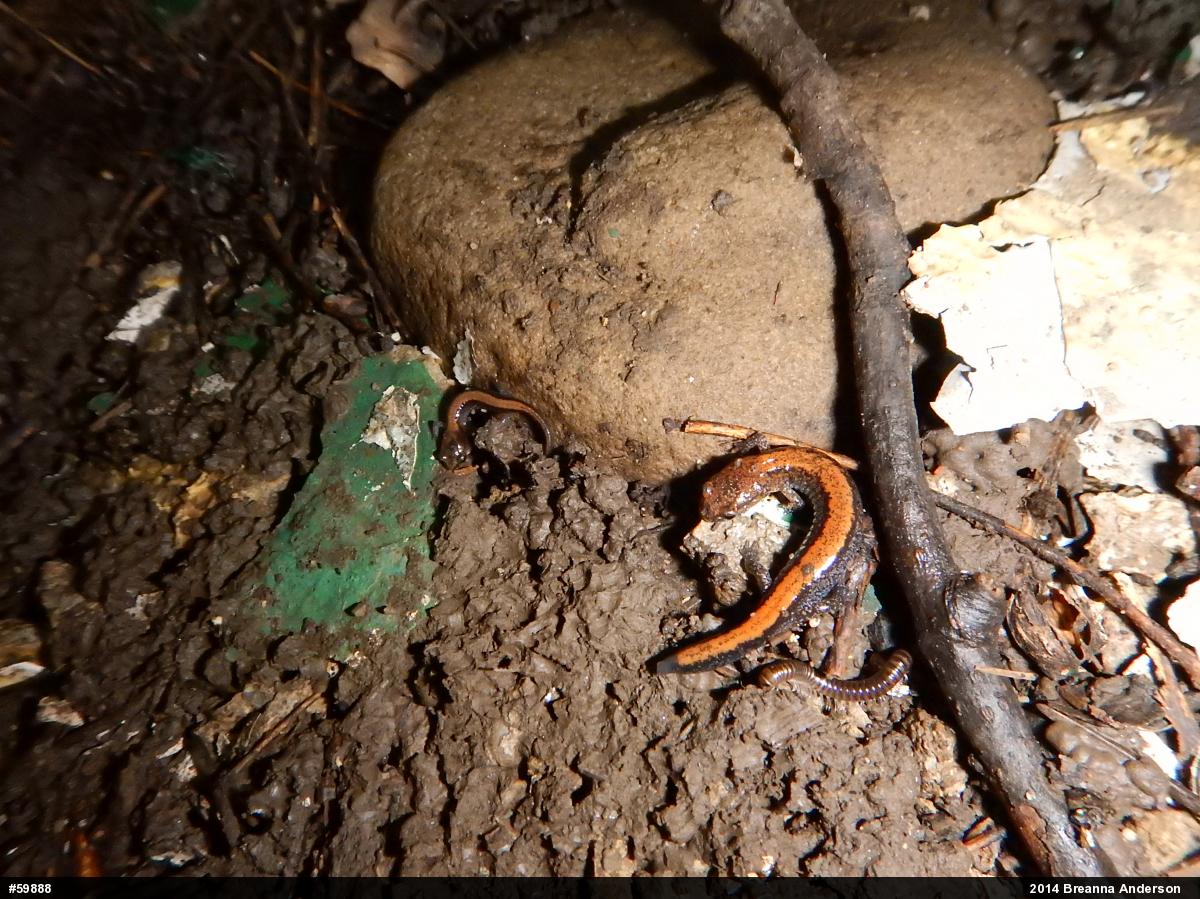 Eastern Red-backed  Salamander