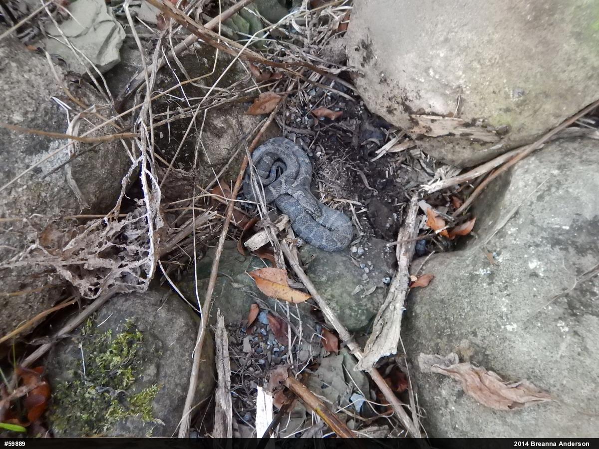 Northern Watersnake