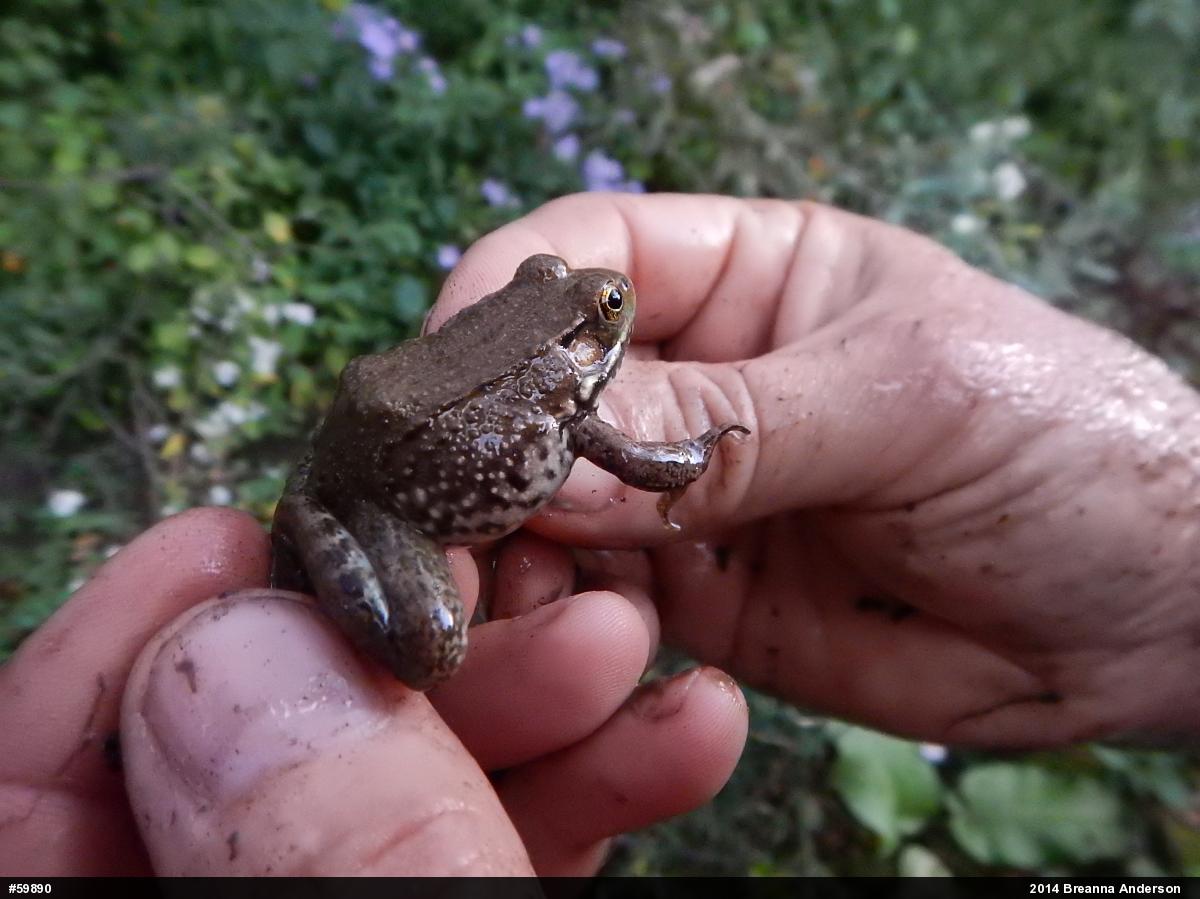 Green Frog