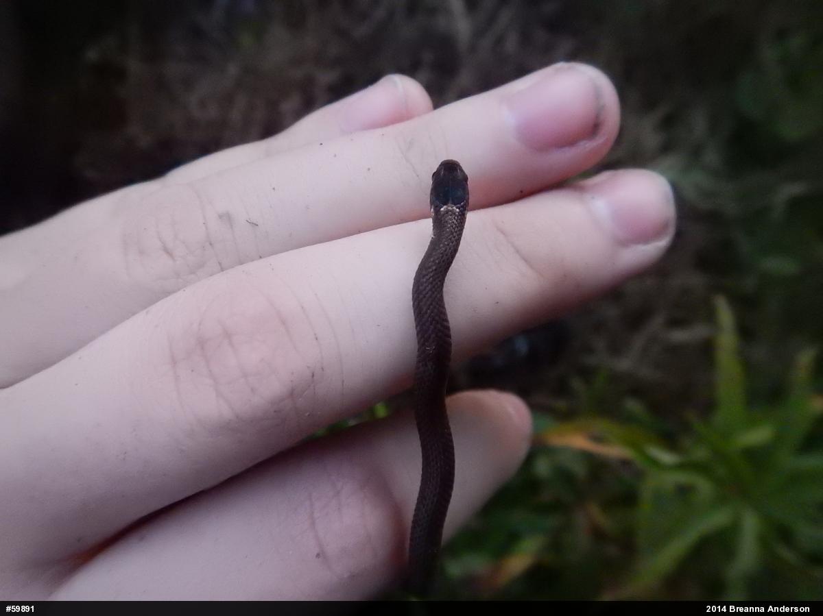 Red-bellied Snake