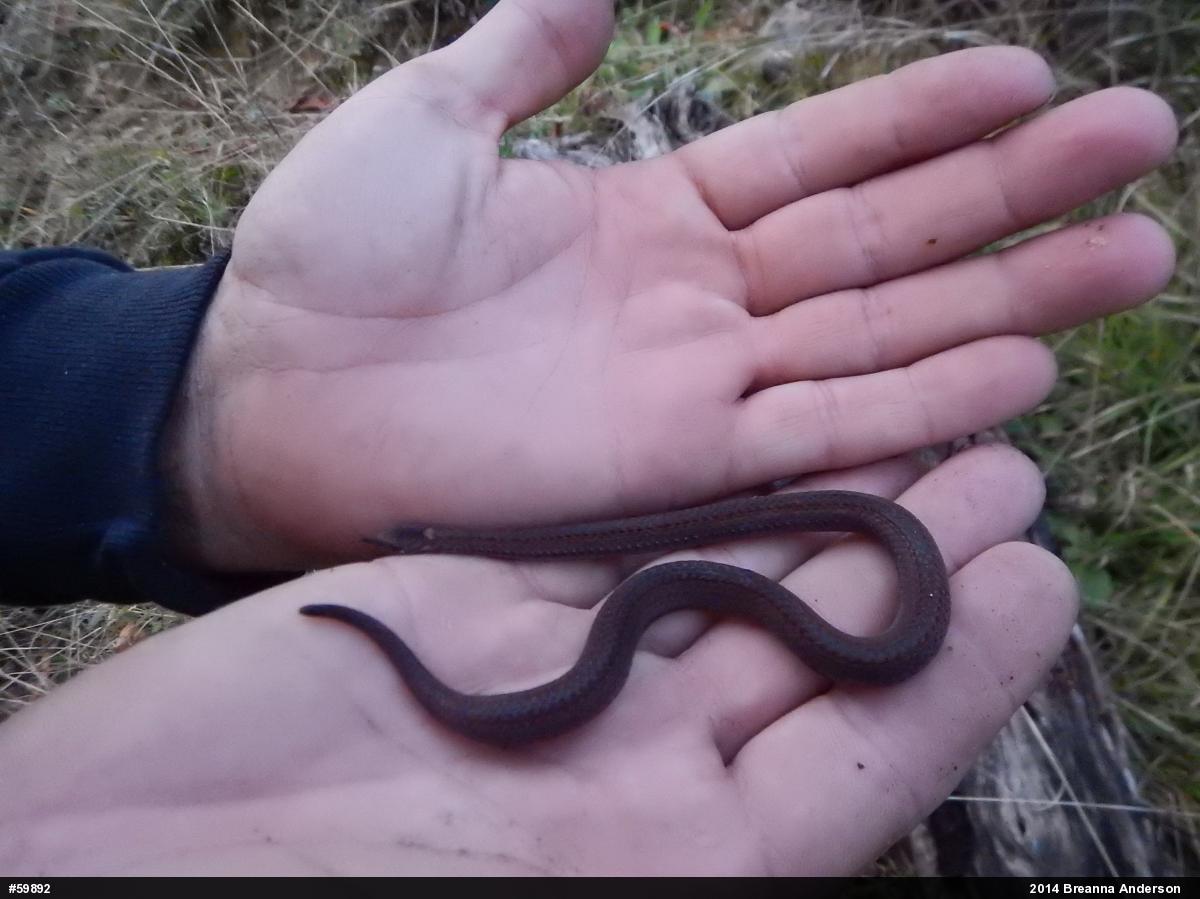 Red-bellied Snake