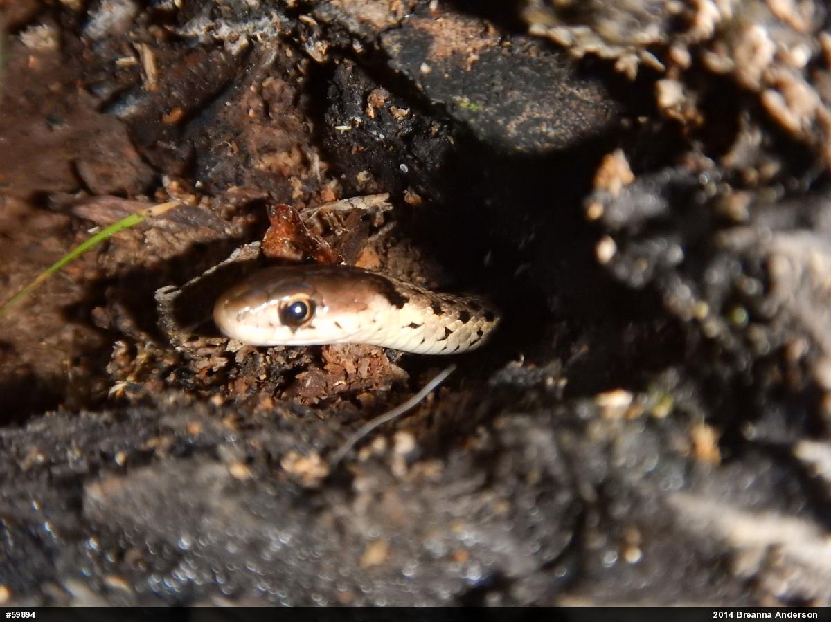 Eastern Gartersnake