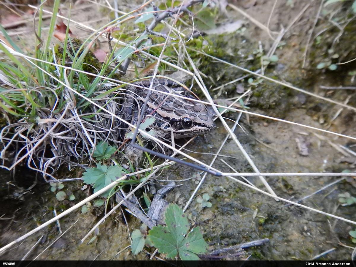 Pickerel Frog