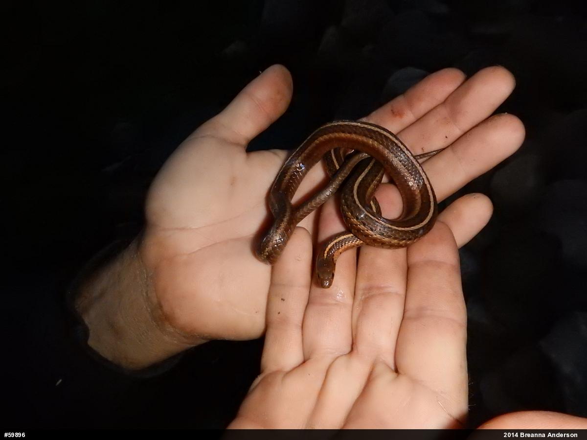 Shorthead Gartersnake